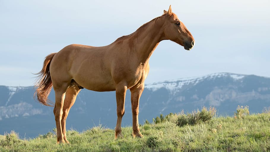 brown horse during daytime, horses, stallion, mane, gelding, animals
