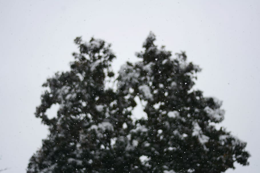 green leafed tree covered with snow closeup photo, nature, light HD wallpaper