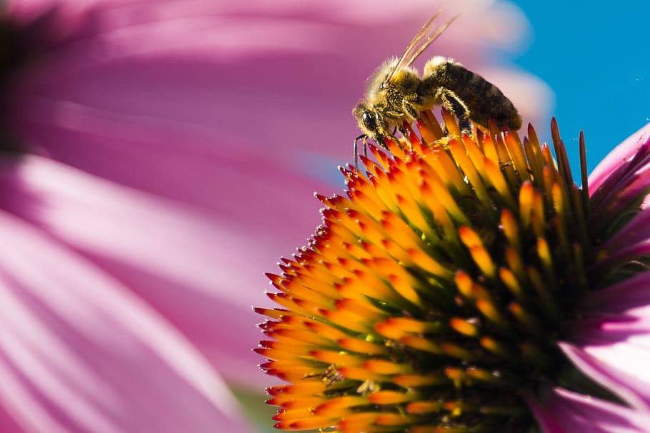 nature, bee, macro, flower, flowering plant, beauty in nature HD wallpaper