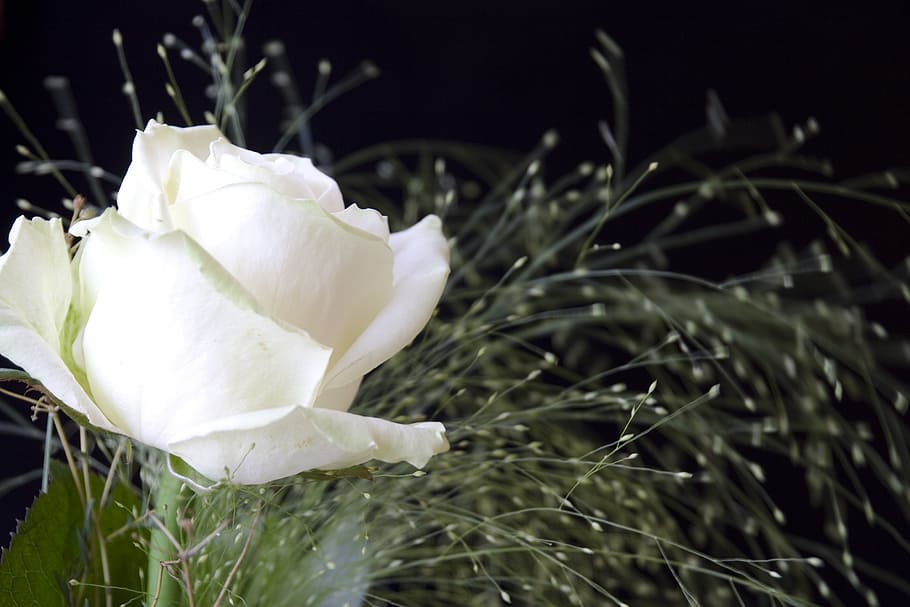white rose in close-up photography, nature, plant, flower, flowering plant HD wallpaper