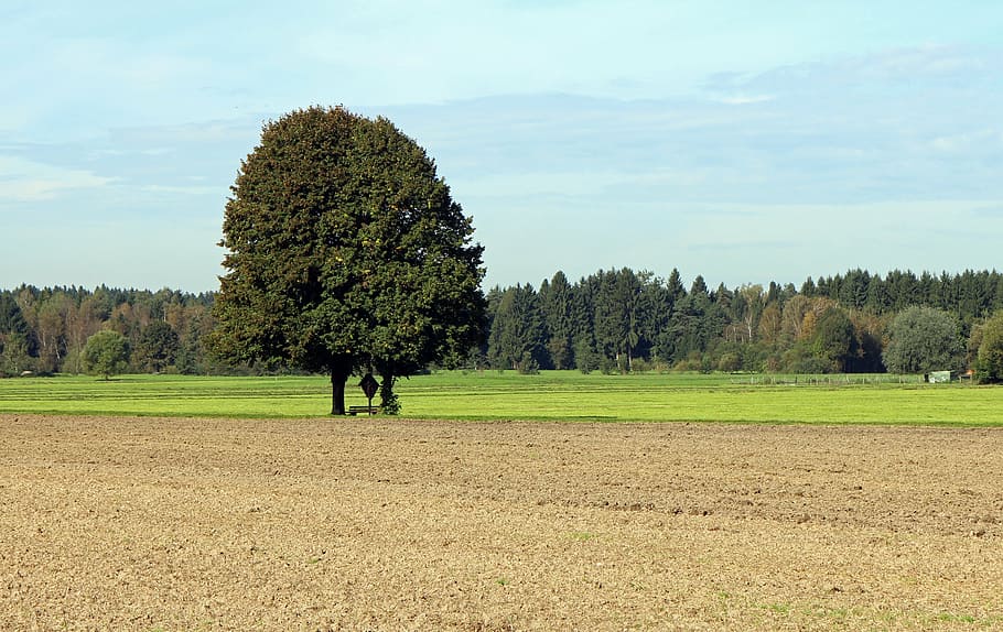 arable, agriculture, tree, individually, field, meadow, wide HD wallpaper