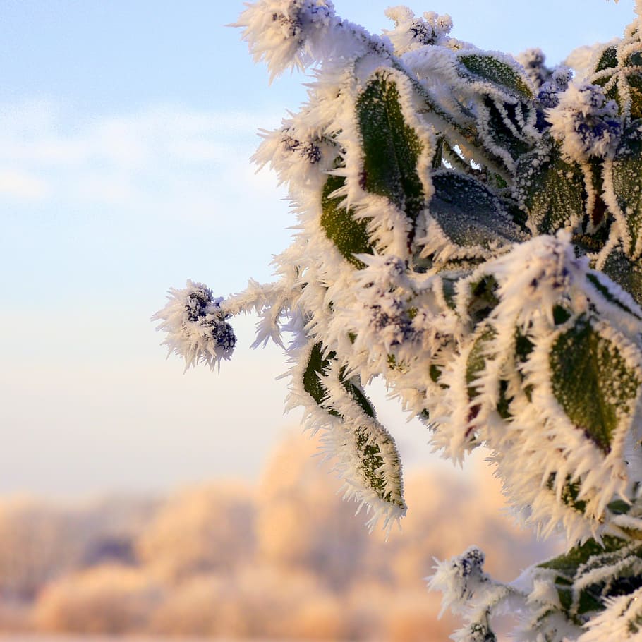 winter, ice, cold, plant, frost, hardest, winter dream, frozen HD wallpaper