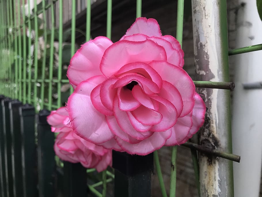 flowers, bright, bloom, pink color, plant, close-up, beauty in nature HD wallpaper
