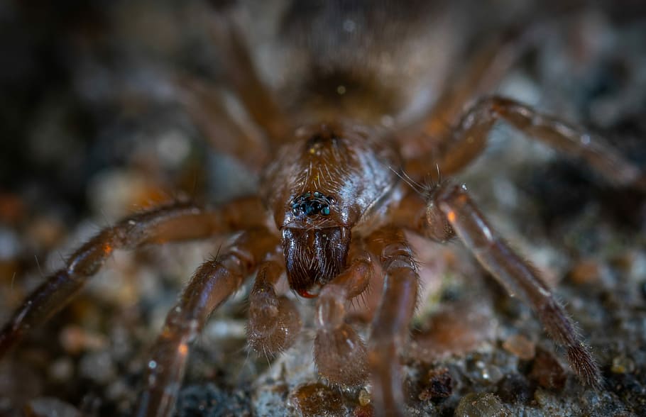 spider, arachnids, macro, animal themes, one animal, animals in the wild HD wallpaper