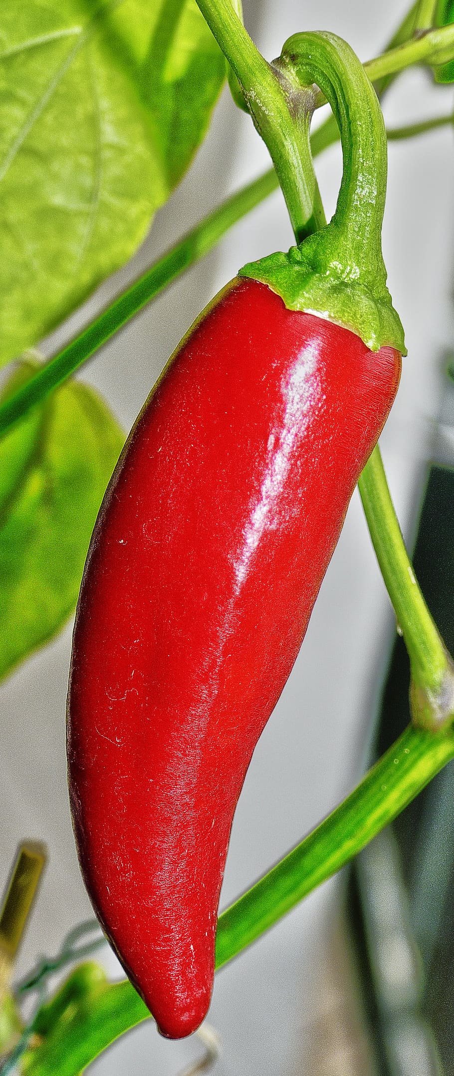 paprika, pepper, pod, red, frisch, pepper crop, garden, vegetables, HD wallpaper