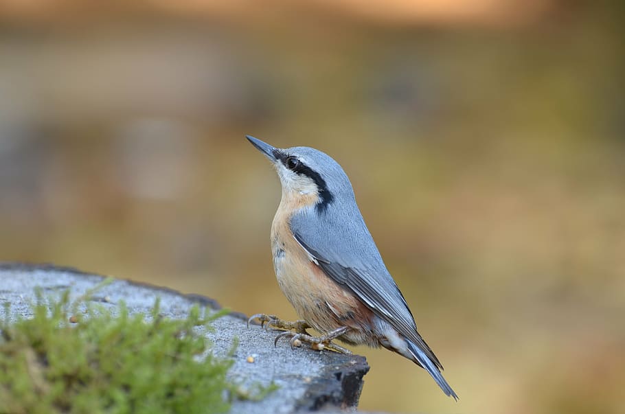 selective focus photography of blue nuthatch, kleiber, bird, nature