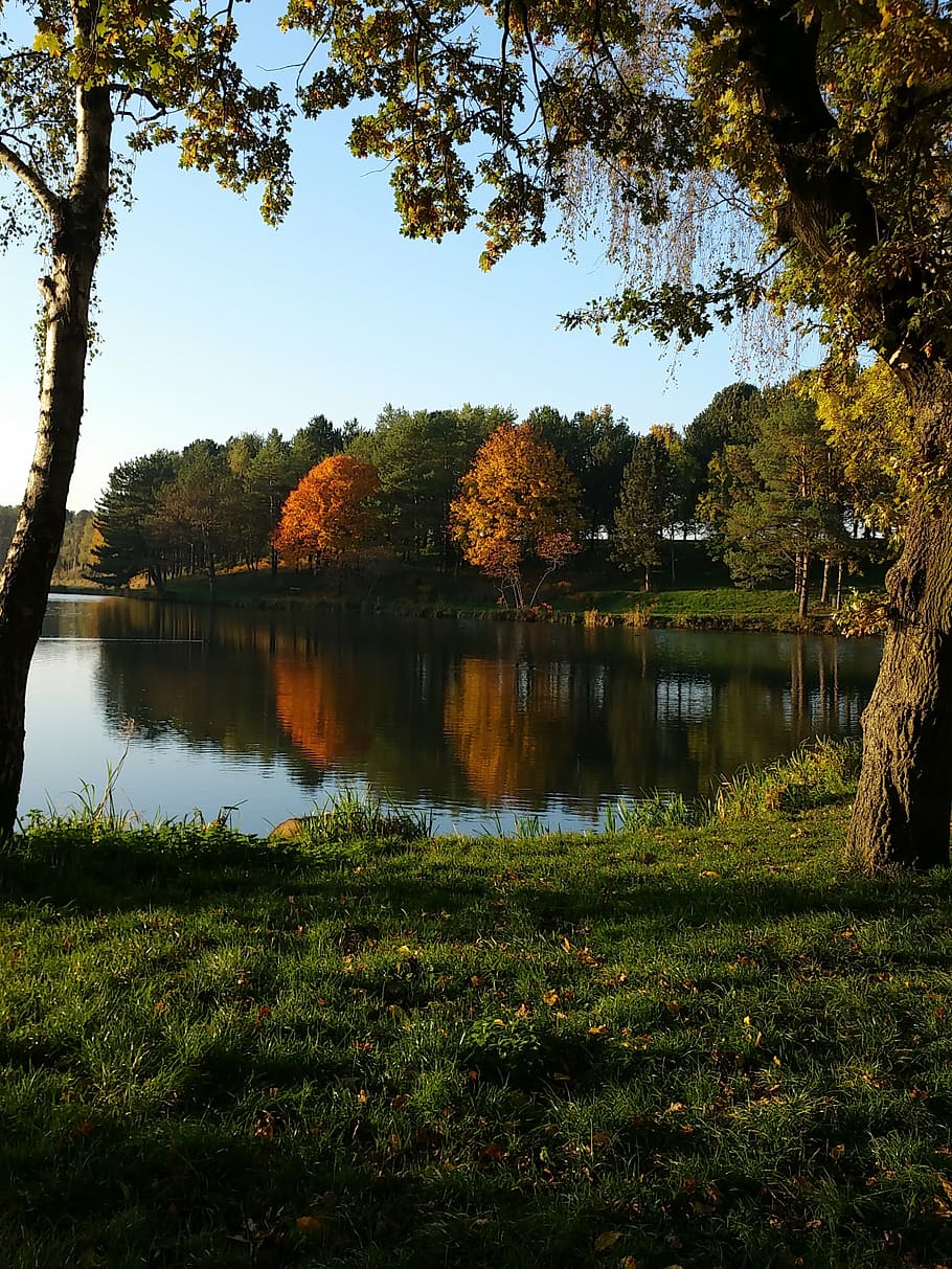 pond, fall, nature, trees, reflection, panorama, plant, lake HD wallpaper
