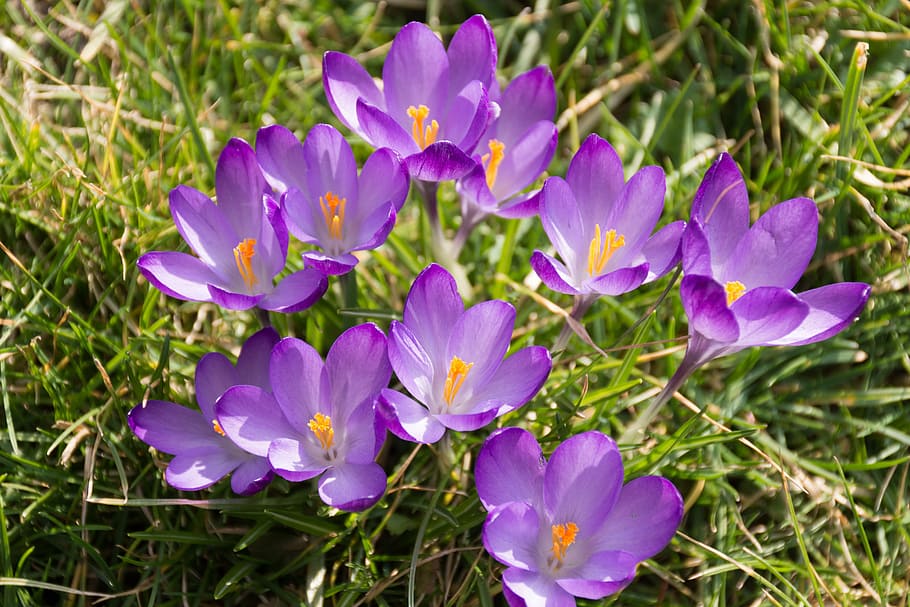 crocus, purple, spring awakening, early bloomer, flower, blossom HD wallpaper