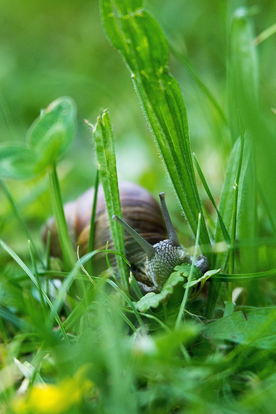 Snail, Probe, Nature, Shell, Animal, slowly, snail shells, spiral HD wallpaper