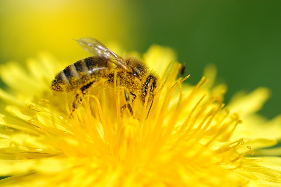 selective focus photography of honeybee perching on yellow flower HD wallpaper