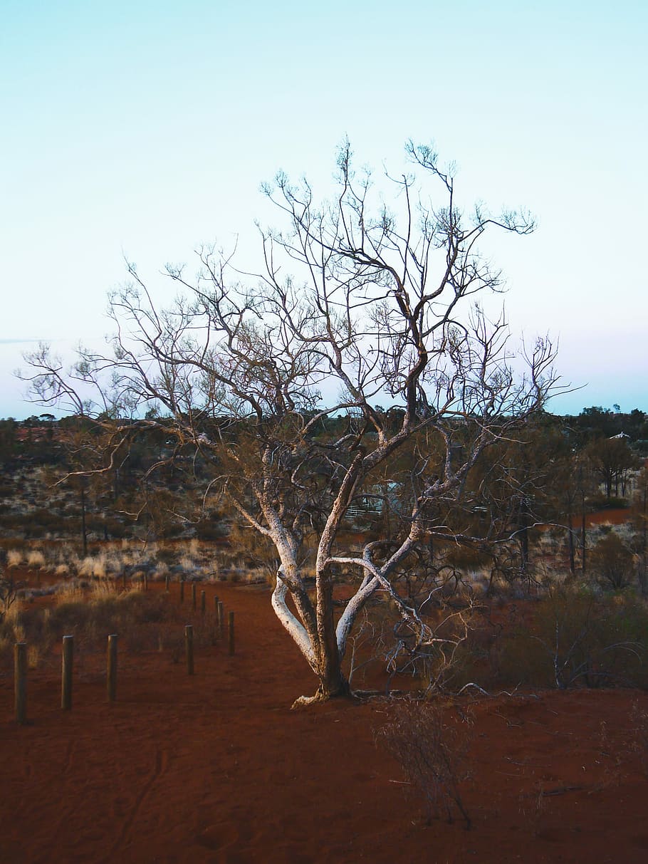 Survival, brown bare tree under white sky during daytime, landscape HD wallpaper