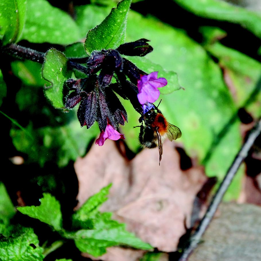 hummel, nectar, flower, insect, plant, close, pollen, spring HD wallpaper
