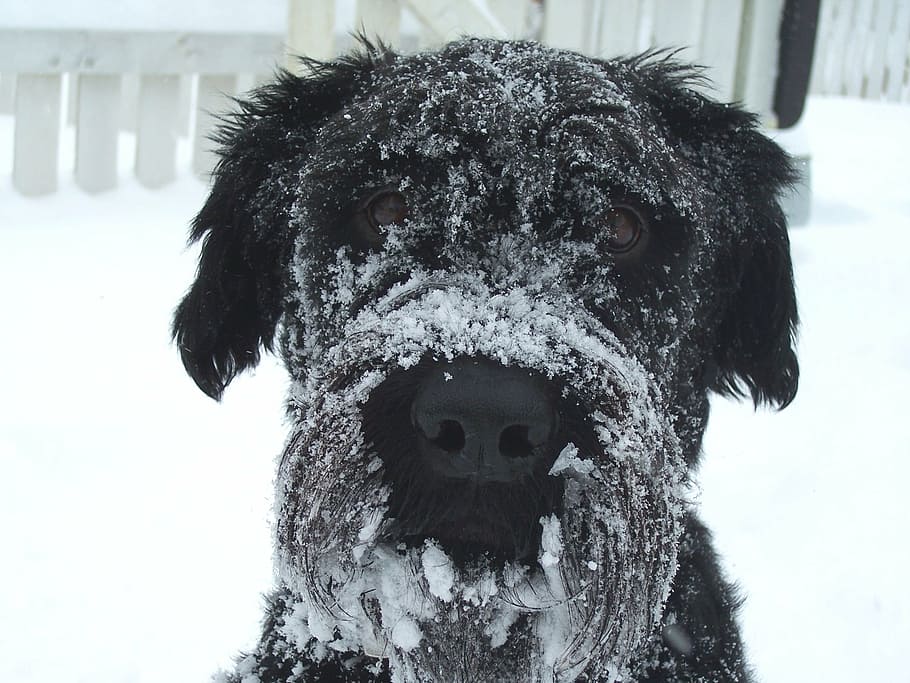 adult black Labrador retriever on snow covered area, dog, winter HD wallpaper