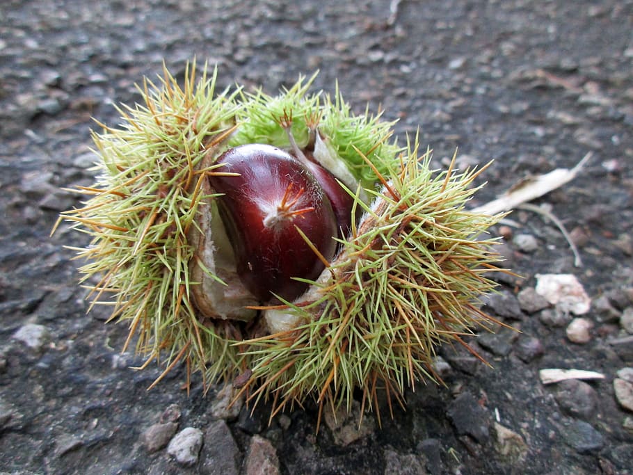 chestnut, open chestnut, prickly, nature, autumn fruit, gather chestnuts HD wallpaper