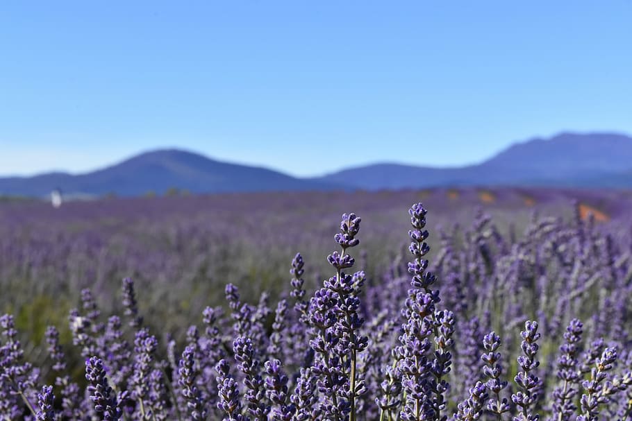 untitled, australia, tasmania, lavender fields, blue sky, countryside, HD wallpaper