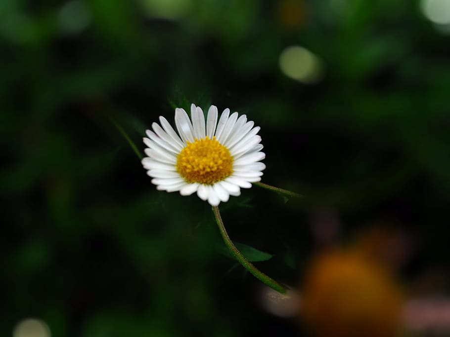 flower, white, plant, flowering plant, fragility, vulnerability HD wallpaper