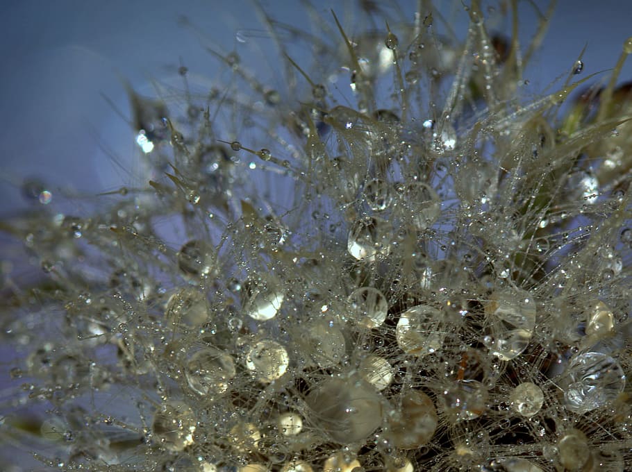 dandelion, drops, wet, dew, plant, water, macro, close-up, no people HD wallpaper