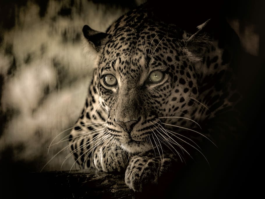 closeup photo of leopard, africa, endangered, predator, feline HD wallpaper