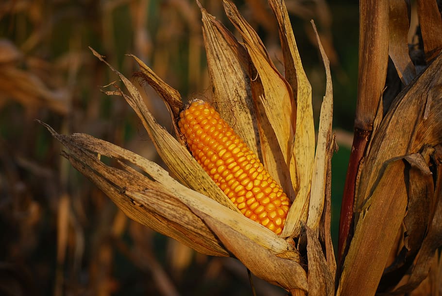corn, photo of yellow corn, sweetcorn, harvest, field, leaves HD wallpaper