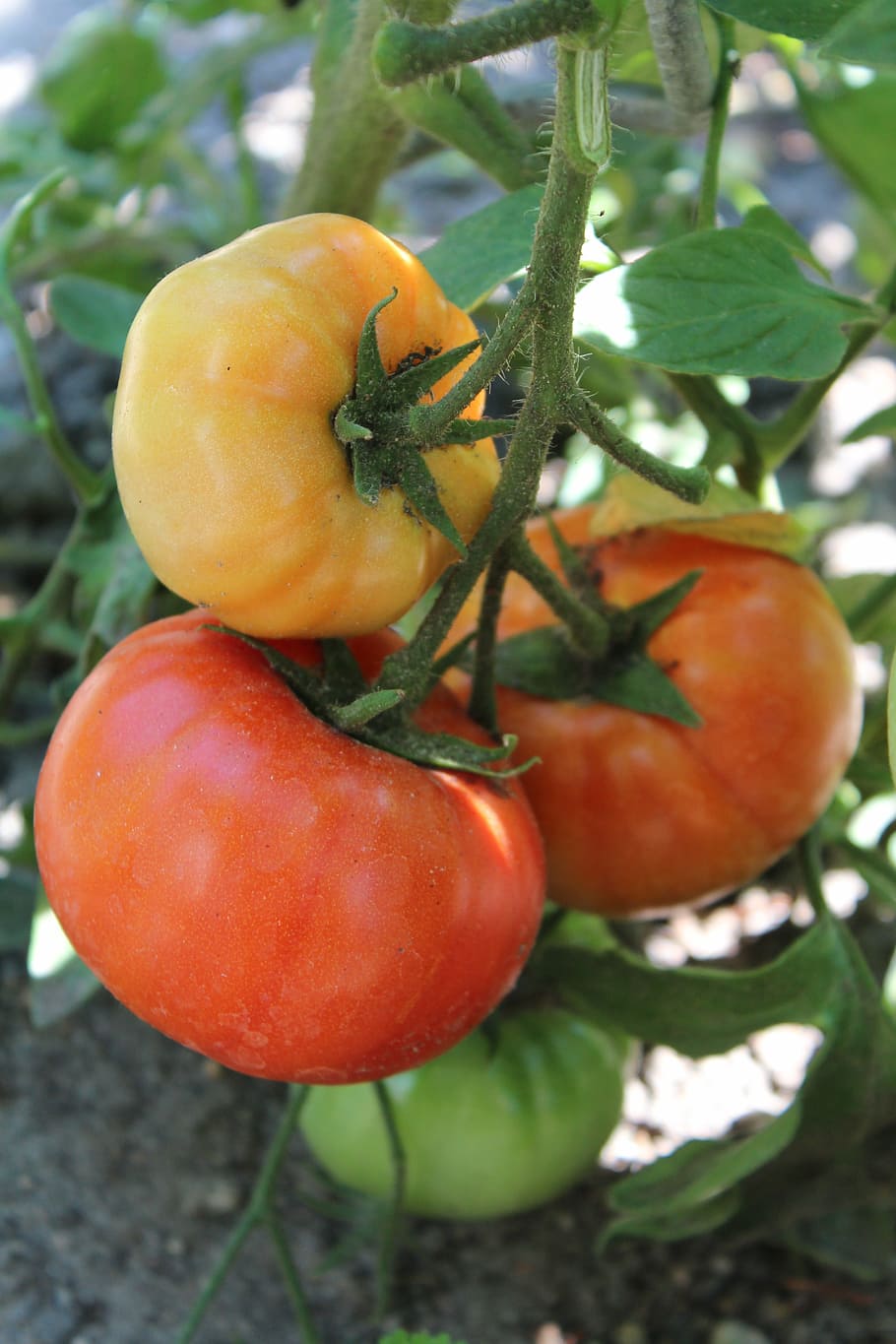 tomatoes, plant, vegetables, food, agriculture, nature, vegetable Garden HD wallpaper