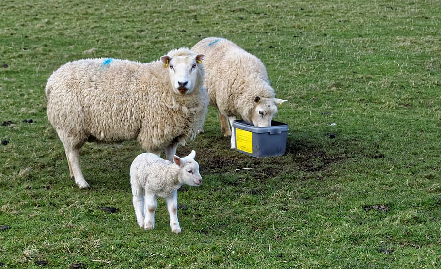 lamb, sheep, grass, farm, nature, green, field, animal, wool HD wallpaper