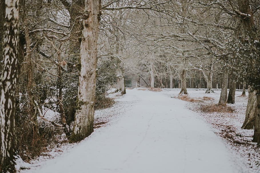 Ancient woodland in winter, bare trees on snow field, path, track HD wallpaper