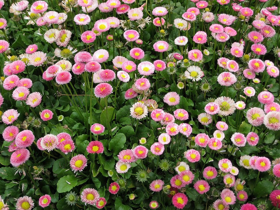 flowers, leaf, daisy, plants, flowering plant, vulnerability HD wallpaper