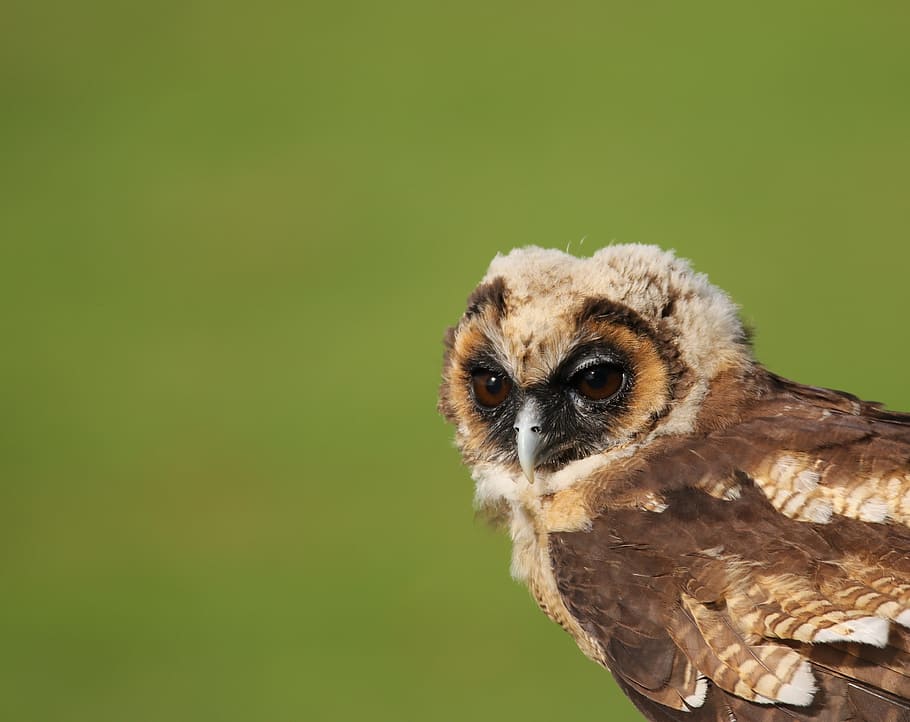 selective focus photo of brown owl, little brown owl, juvenile owl, HD wallpaper