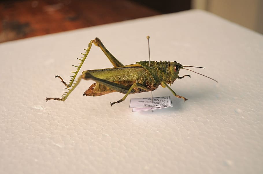 grasshopper, insect, entomology, wing, nature, green, invertebrate HD wallpaper