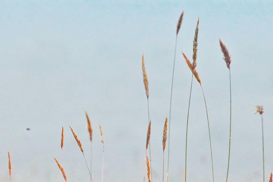 wheat field, untitled, grass, meadow, cloud, sky, nature, no people HD wallpaper
