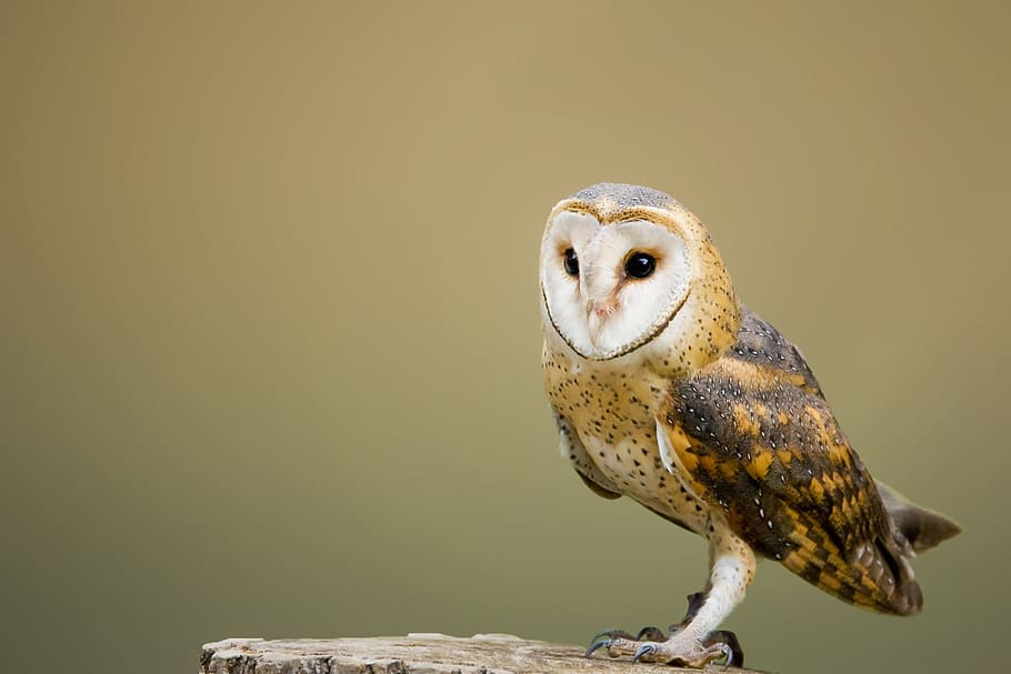 focus photography of brown owl, barn owl, avian, bird, composite HD wallpaper