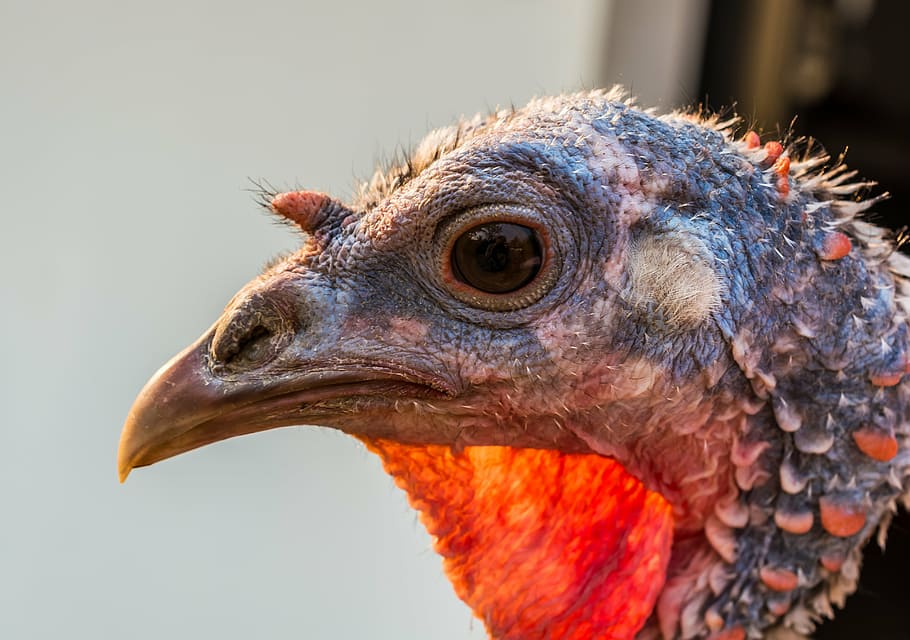 turkey, bird, one animal, animal themes, animal body part, close-up HD wallpaper
