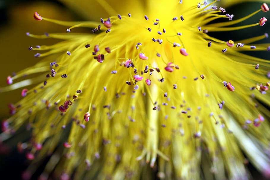 flower, yellow, pistil, spring, plant, nature, beauty in nature HD wallpaper