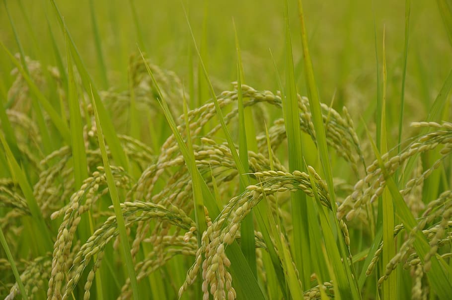close-up photo of wheat field, yamada's rice fields, usd, japan, HD wallpaper