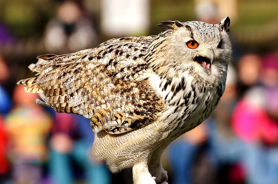 owl, bird, feather, eagle owl, animals, wild bird, cute, head HD wallpaper