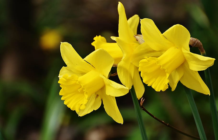selective photography of yellow daffodil flowers, daffodils HD wallpaper