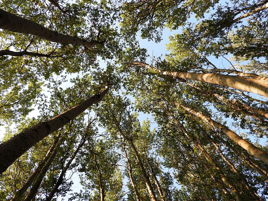 trees, angle, nature, sky, forest, environment, green, perspective HD wallpaper