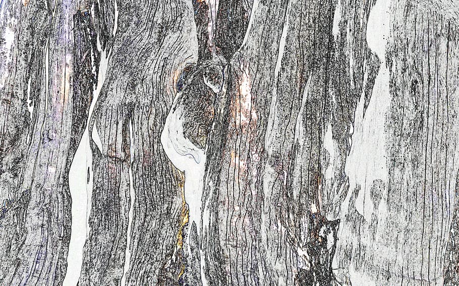 grey and white wood, untitled, texture, background, rough, bark HD wallpaper
