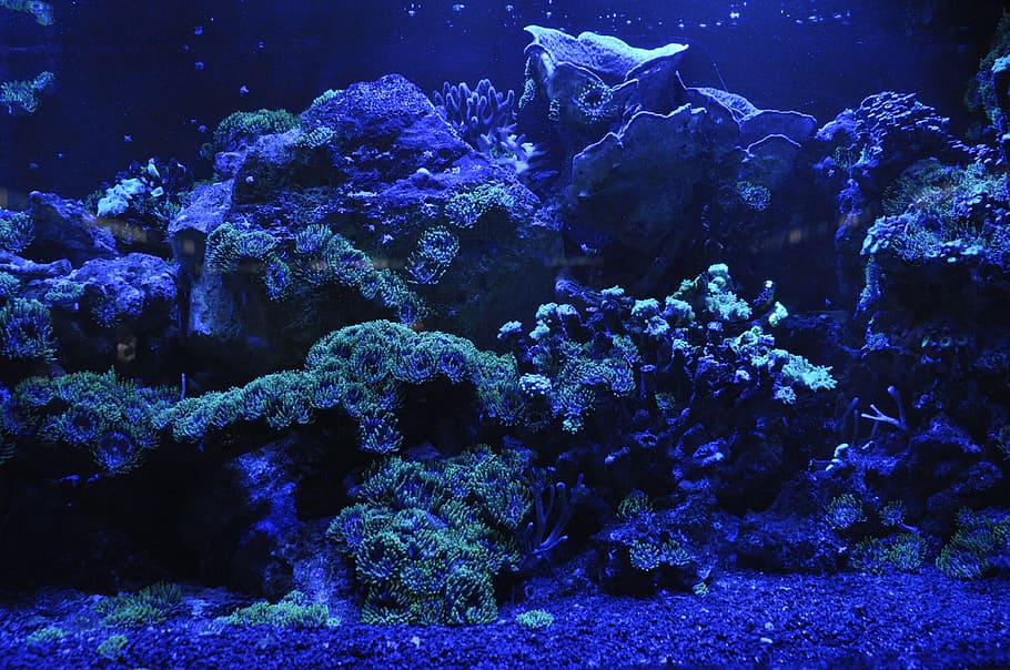 close up photo of coral reefs, sea, blue, water, aquarium, underwater