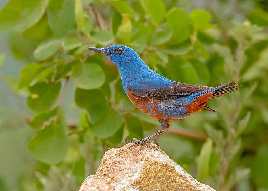 close-up photography of blue and red bird standing on brown rock HD wallpaper