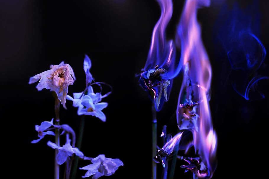 Flower, Fire, Purification, no people, indoors, close-up, black background HD wallpaper
