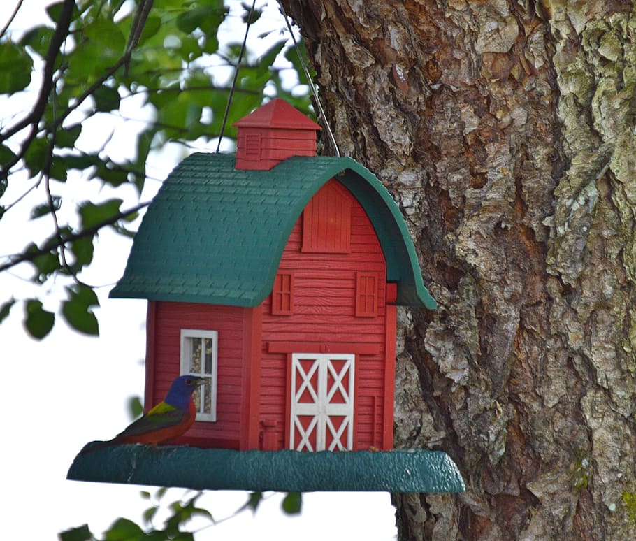 painted, bunting, feeder, tree, tree trunk, plant, day, nature HD wallpaper