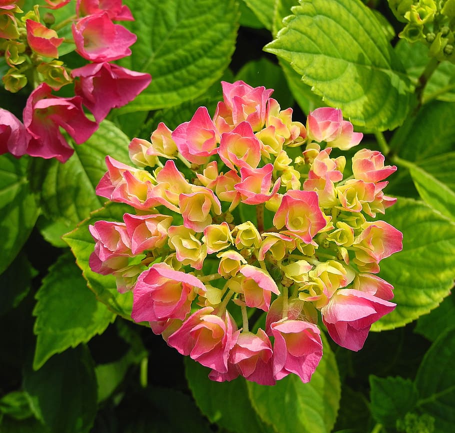 Hydrangea, Flower, Pink, pink hydrangea, flower garden, shrub HD wallpaper