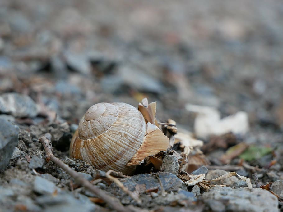 snail, shell, housing, nature, animals, shellfish, reptile HD wallpaper