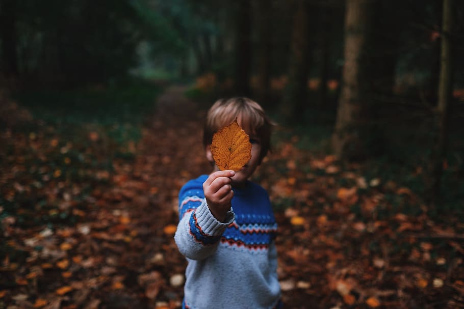 boy holding a brown dried leaf, tree, plant, fall, nature, outdoor HD wallpaper