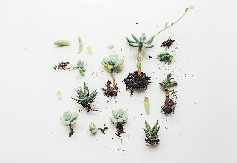 flat lay photo of succulent plant, green succulent plants on white floor