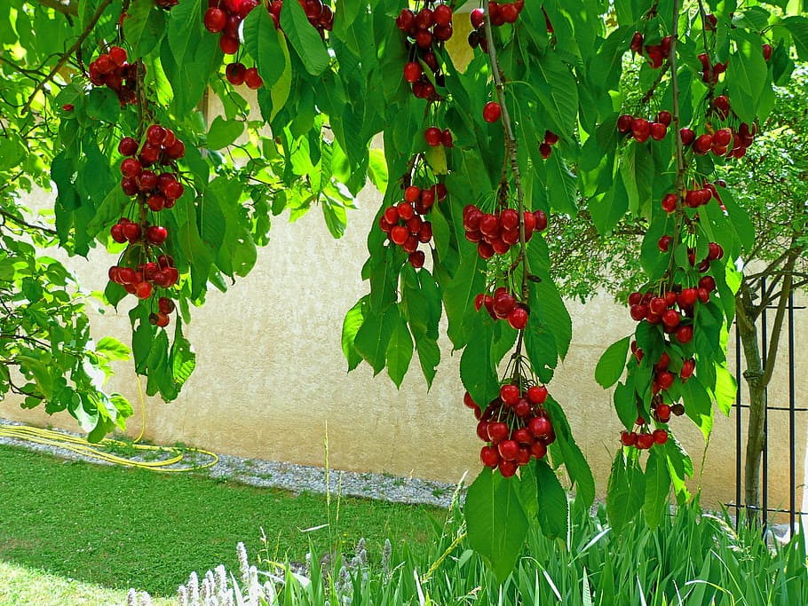 fruit, fruit tree, cherries, branches, leaves, red, garden HD wallpaper