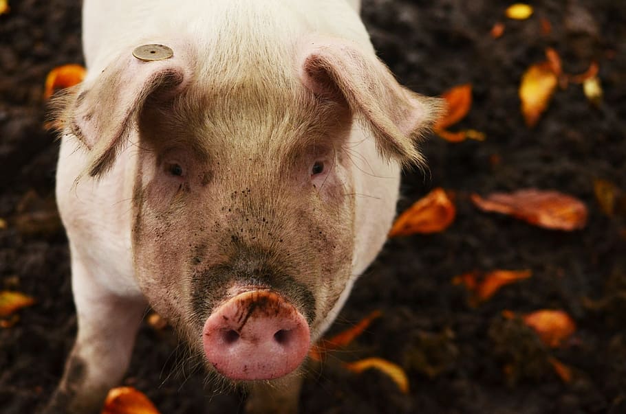 pig, mud, dirty, leaves, petting, nose, farm, varkensneus, animal HD wallpaper