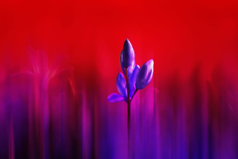 Flower, Plant, Abstract, Out Of Focus, garden, red, purple, HD wallpaper