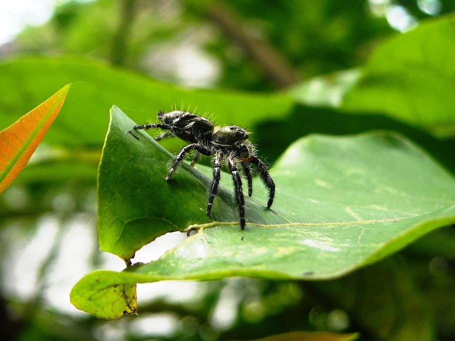 spider, tarantula, black, leaf, green, macro, plant part, animal themes HD wallpaper